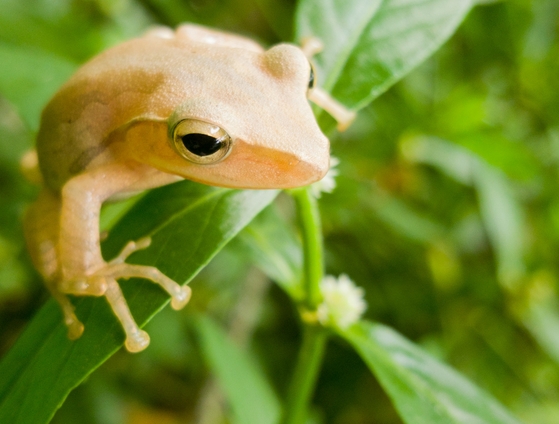 5 Ways to Create Tree Frog Sound