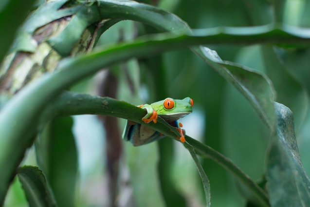 5 Ways to Create Tree Frog Sound