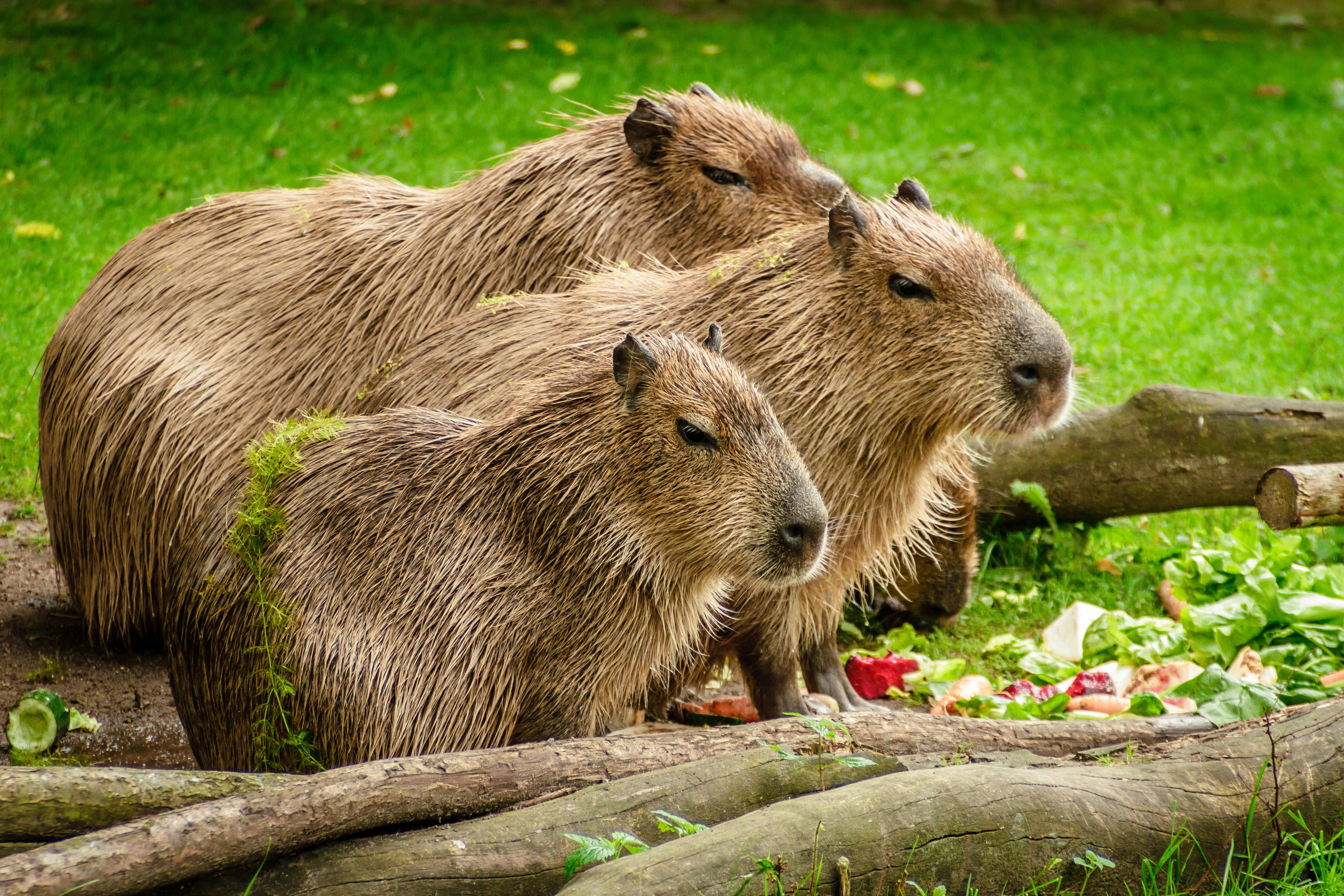 High-resolution nature photography of a capybara in its natural habitat