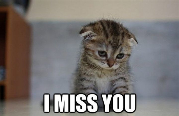 gerador de meme de texto gatinho triste