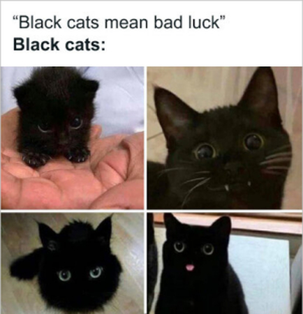 cute cat meme idea