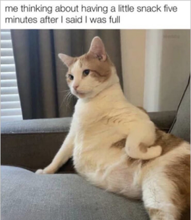 fat cat meme idea